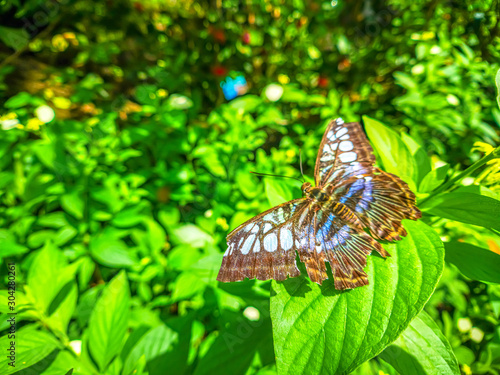 Beautiful butterfly at Entopia Butterfly Farm in Penang Malaysia