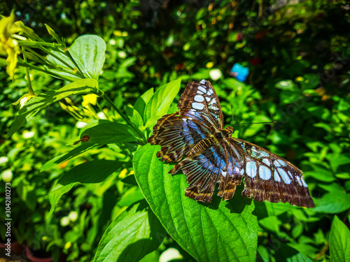 Beautiful butterfly at Entopia Butterfly Farm in Penang Malaysia