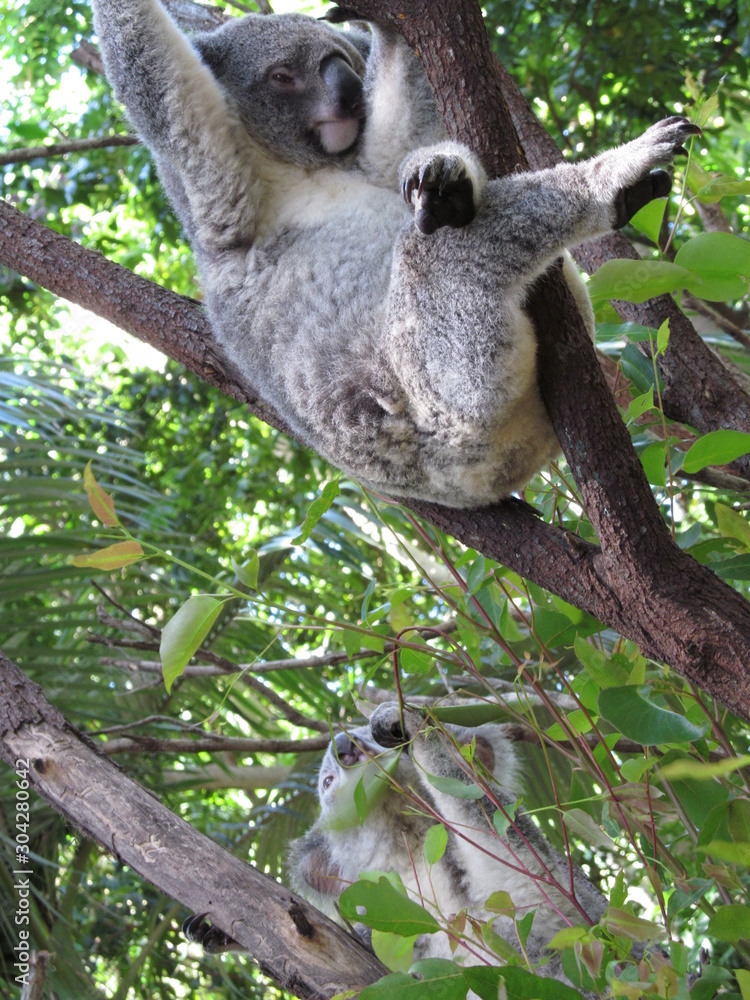 Fototapeta premium コアラ