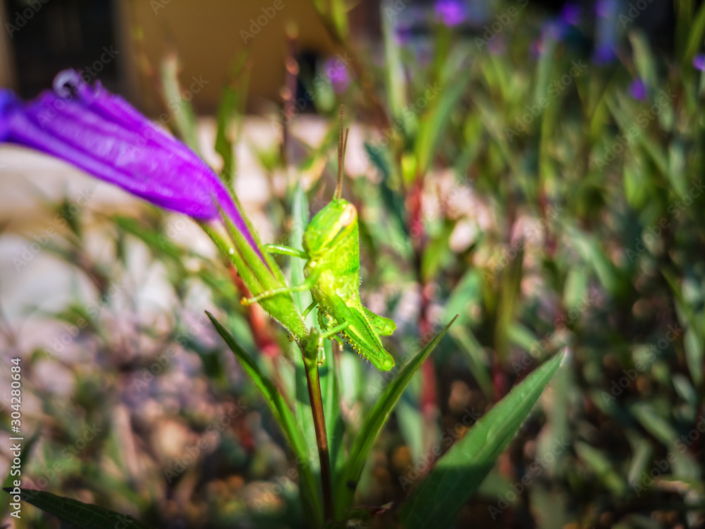 Close up of the Grasshoppers standing on green leaves at the background. Selective focus of the Caelifera on green leaf. Close up of the Grasshoppers standing on green leaves at the background. Selective focus of the Caelifera on green leaf.