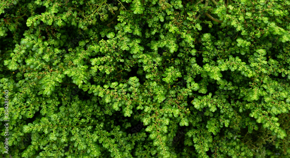 Wall green background
