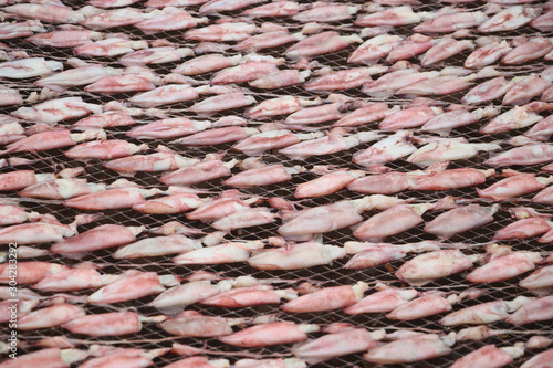 Many squid are placed on a wire rack to dry in the sun.