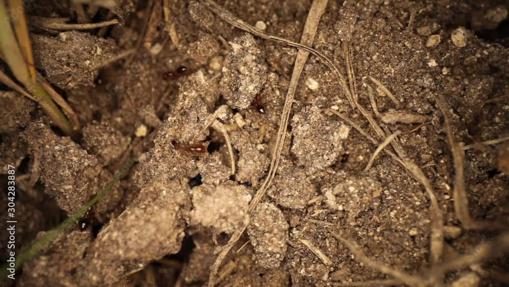 Top down view of disturbed fire ant mound - wide angle view of many ants moving dirt around, excavating the damage to their broken mound. One ant removing a giant rock, large major ant on the side. Top down view of disturbed fire ant mound - wide angle view of many ants moving dirt around, excavating the damage to their broken mound. One ant removing a giant rock, large major ant on the side.