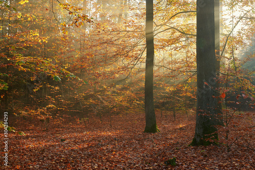 Autumn morning in the forest © Piotr Krzeslak