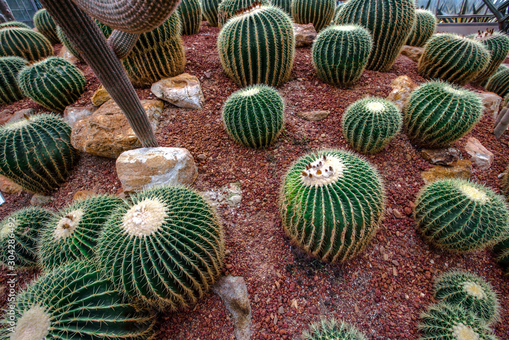 The background view of thorny plants (cactus) is a plant that can live well in arid areas in the desert, with many species to study scientific growth. The background view of thorny plants (cactus) is a plant that can live well in arid areas in the desert, with many species to study scientific growth.