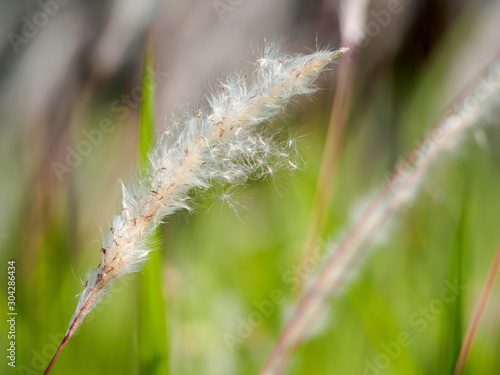 Lalang grass seeds