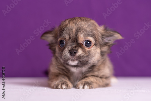 Chihuahua puppy on purple background. Nice portrait. © Евгения Шихалеева