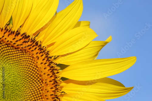 beautiful sunflower blossom blooming in the morning day of springtime