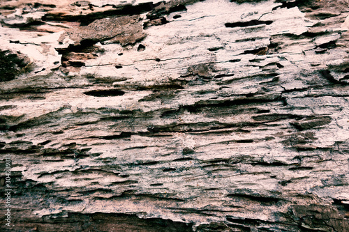 Texture of the bark of oak. Panoramic photo of the oak texture.
