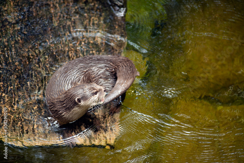 Portrait of two Asian small clawed otters (aonyx cinerea) loking into a pool of water..