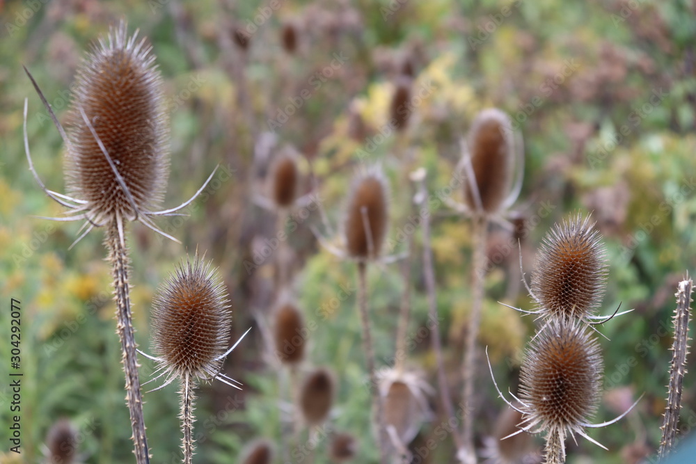 Obraz premium dry thistle after bloom