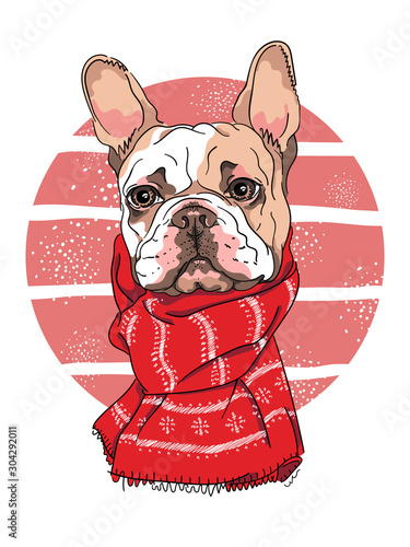 Cute french bulldog in a red scarf. Funny dog ​​in cartoon style