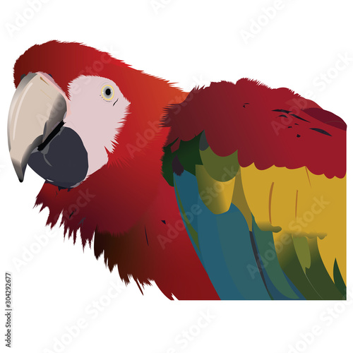 Macaw Bird