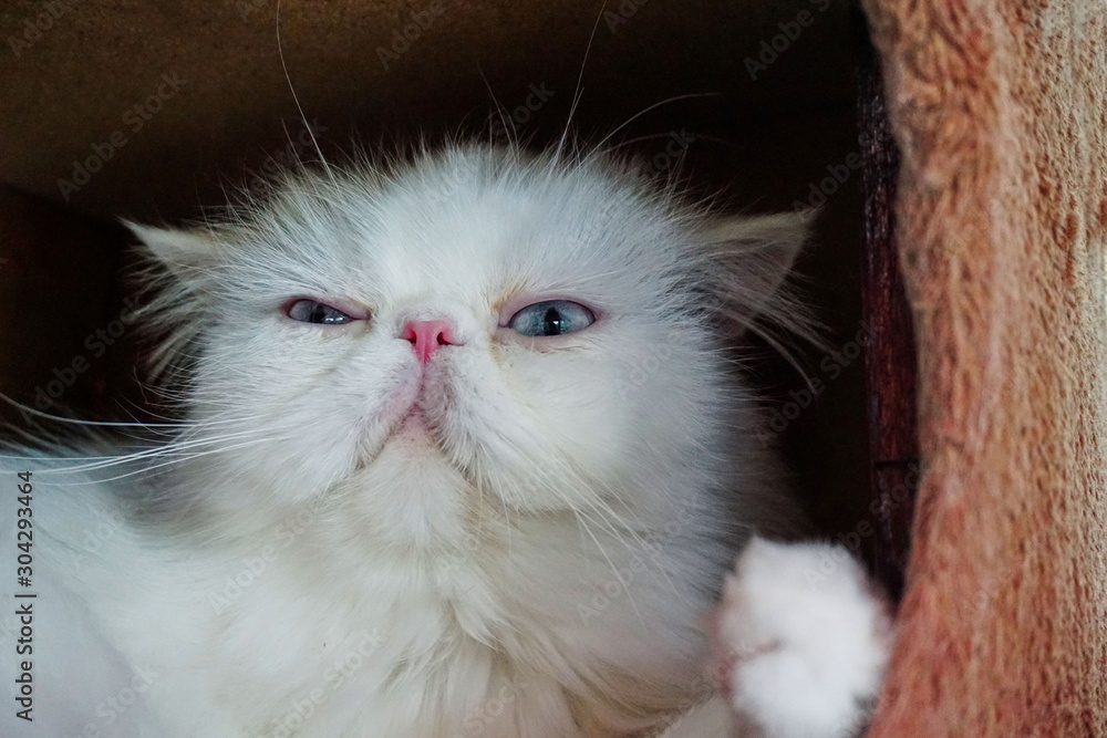 Portrait of white persian cat