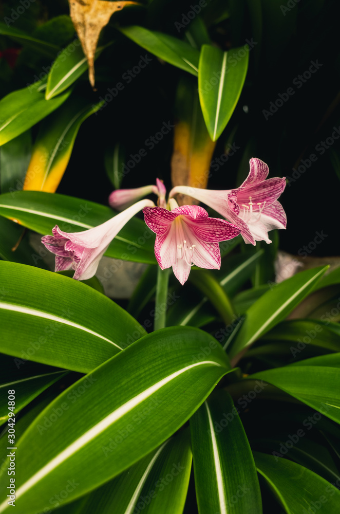 Obraz premium pink lily on black background