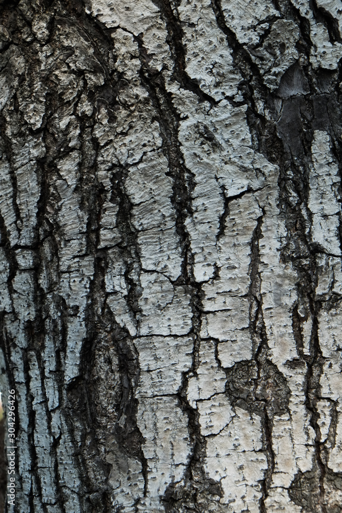 Fototapeta premium Dark brown tree bark texture background