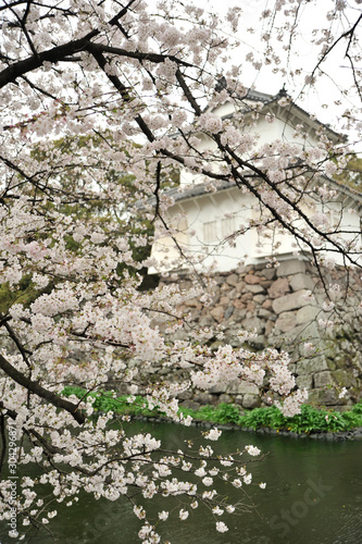 Wallpaper Mural 大分城の桜 Torontodigital.ca