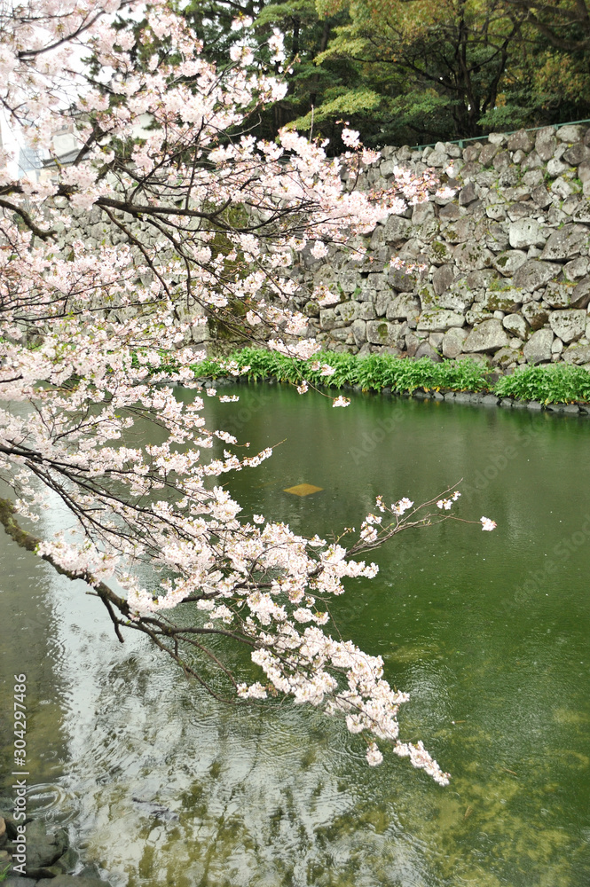 大分城の桜 大分城の桜
