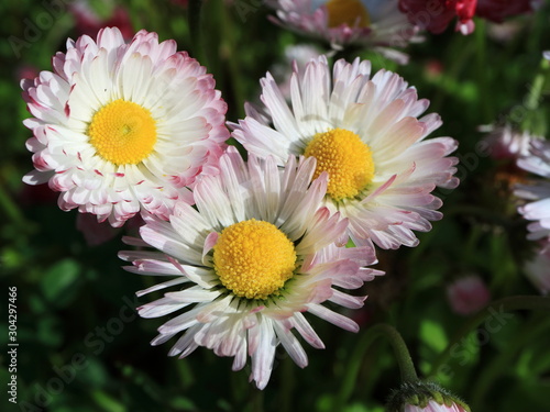 Image of spring flowers. Wild asters.