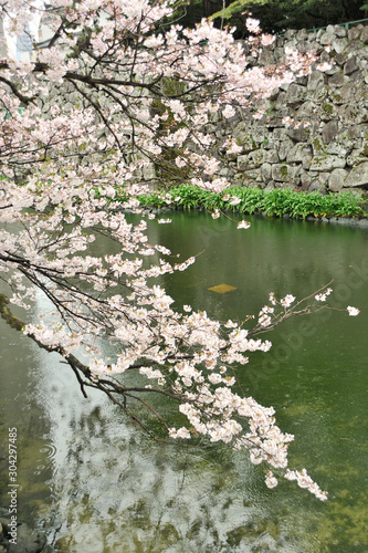大分城の桜