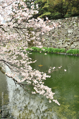 大分城の桜