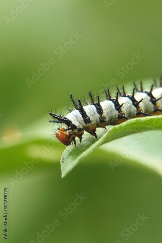 caterpillar on leaf photo