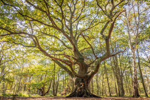 Twisted tree, Wimbledon Common