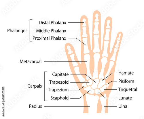 hand bone flat vector illustration (human anatomy) / English photo
