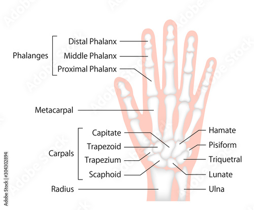 hand bone vector illustration (human anatomy) / English