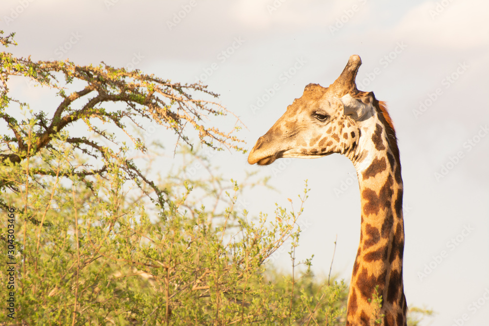 Obraz premium giraffe and acacia tree portrait in tsavo kenya