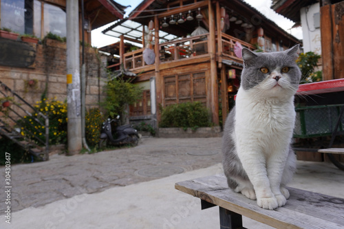 A gray white colour cat sitting at the side of the street at shuhe ancient town, China. photo