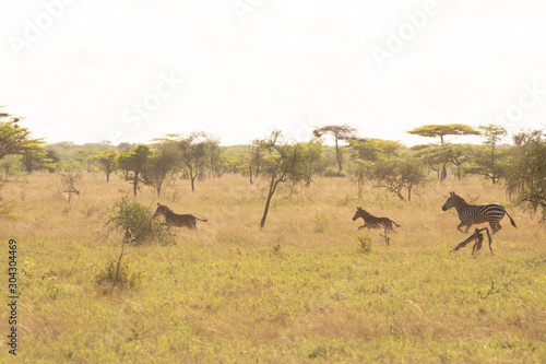 zebra in a grassy meadow near tsavo kenya