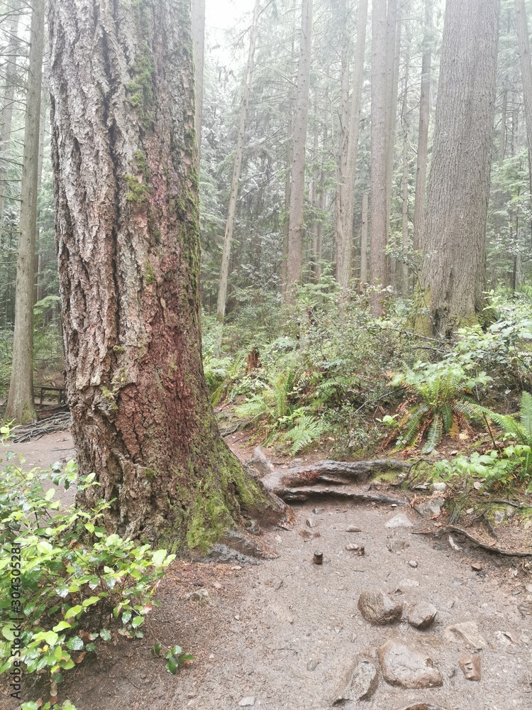 Fototapeta premium Dentro del bosque