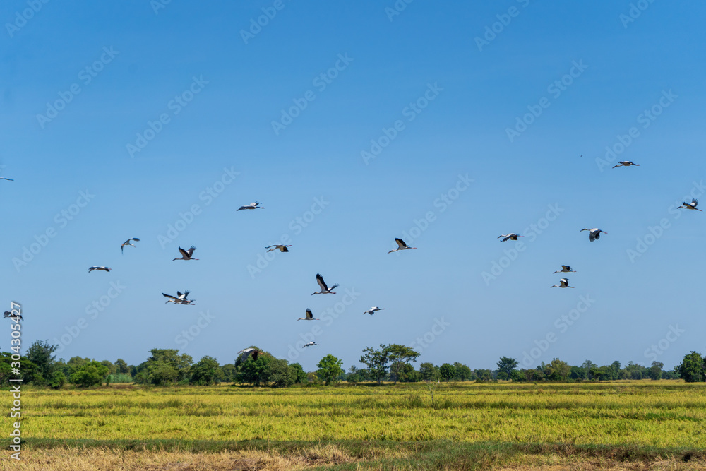 birds flying through rice fields in Surin thailand birds flying through rice fields in Surin thailand