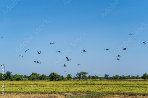 birds flying through rice fields  in Surin thailand © jarntag