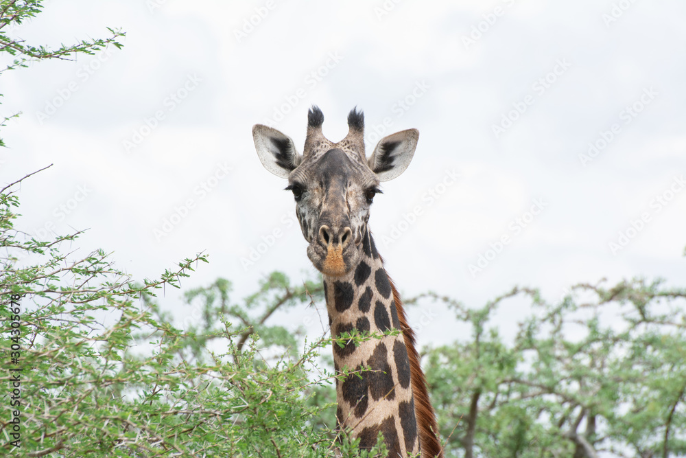 giraffe portrait in acacia trees in tsavo kenya giraffe portrait in acacia trees in tsavo kenya