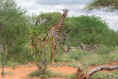 giraffe in tsavo kenya among acacia trees
