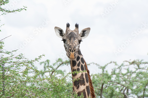 giraffe portrait in acacia trees in tsavo kenya