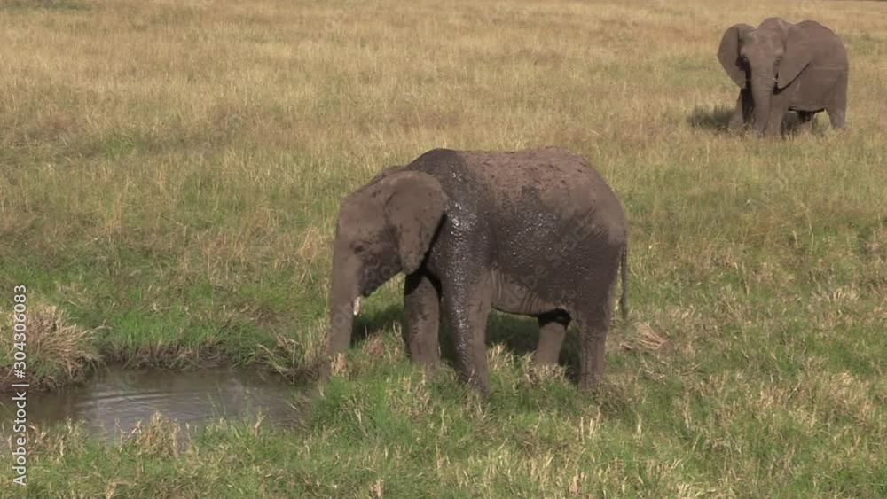 Young Elephant Throwing Mud On Himself For Sun Protection And Body Temperature Moderating In Masai Mara, Kenya - Wide Shot Young Elephant Throwing Mud On Himself For Sun Protection And Body Temperature Moderating In Masai Mara, Kenya - Wide Shot