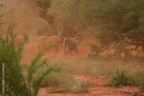 eland in a dust storm in tsavo kenya