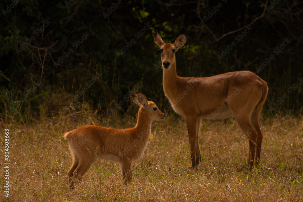 puku and young in south luangwa national park puku and young in south luangwa national park