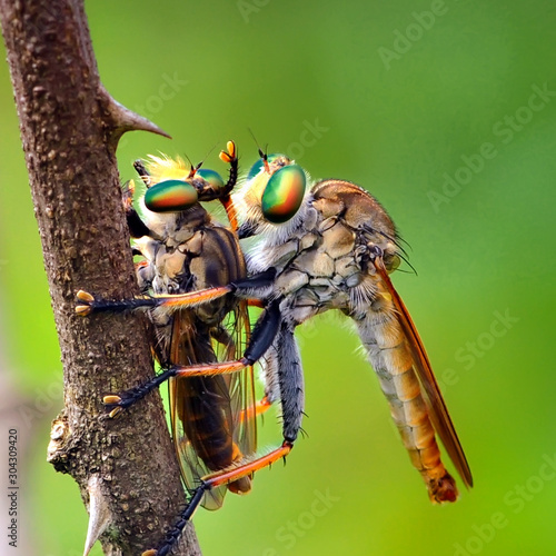 Robber Fly (Promachus hinei) photo