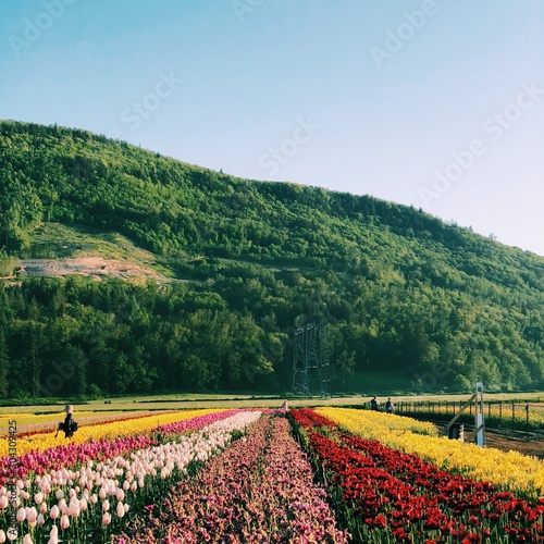 Tulip festival in Abbotsford, BC Canada. flower bed, colourful flowers. square format. photo