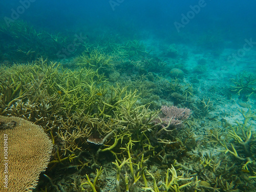 coral found at coral reef area at Tioman island, Malaysia