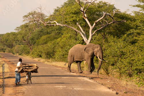 elephant crossing the road while man on bike waits