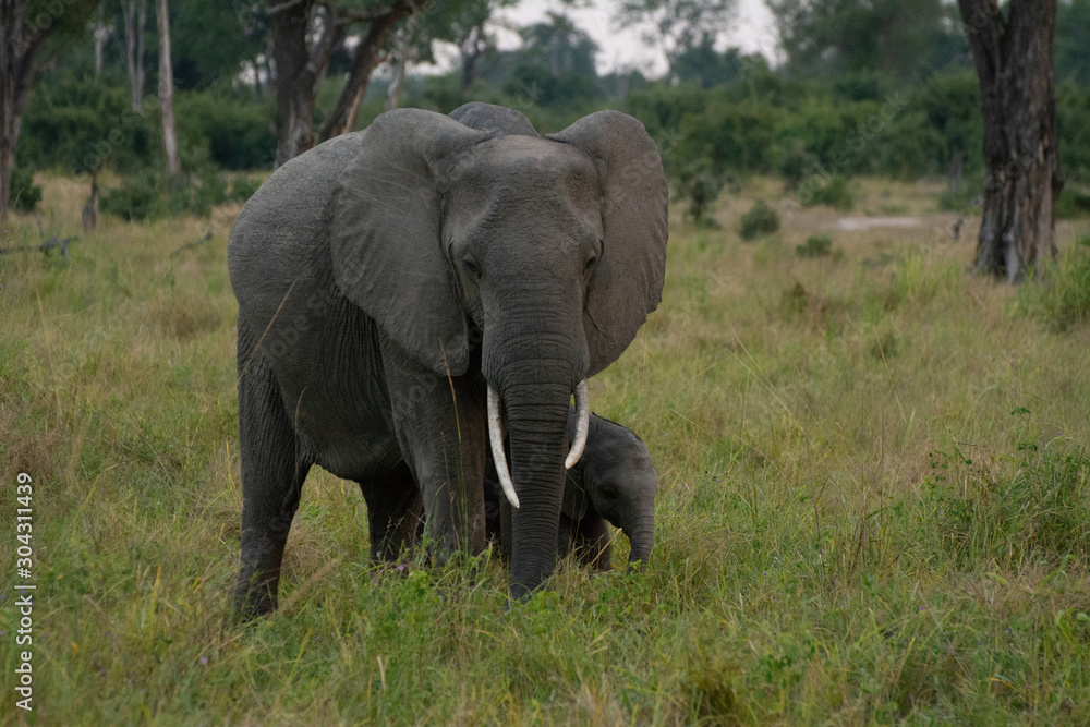 elephants in zambia during the rainy season