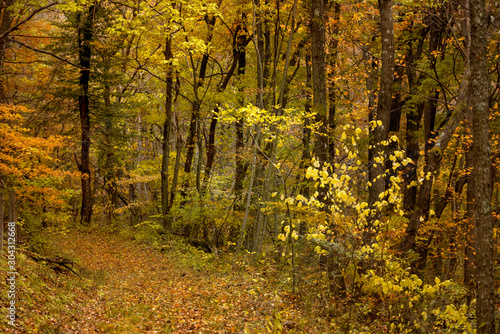 秋の木々、森の中のハイキングトレイル