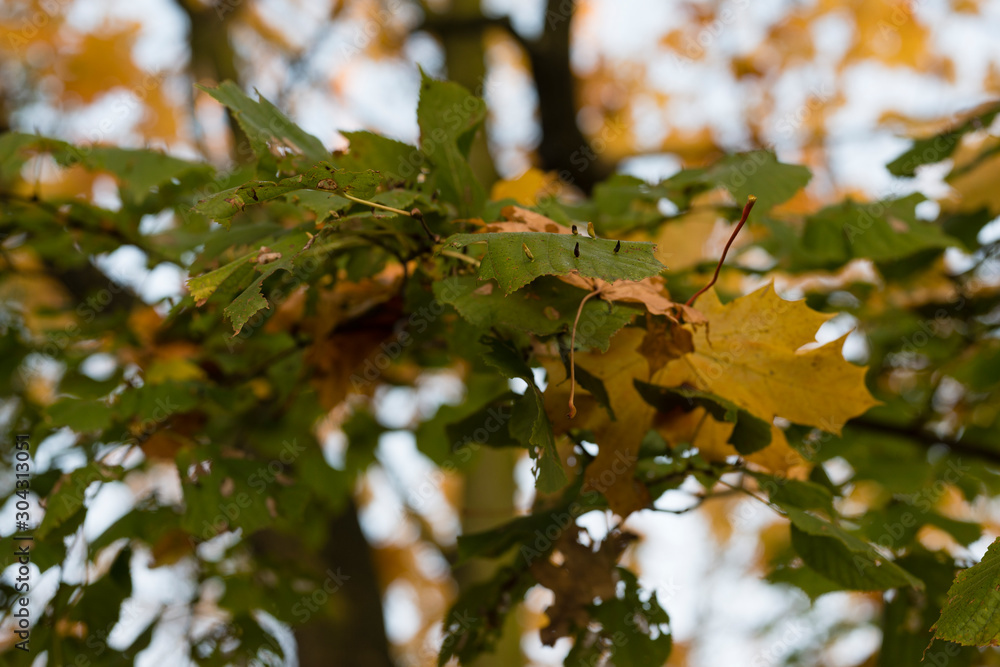 Sick and infected leaves in autumn colors from linden tree. Sick and infected leaves in autumn colors from linden tree.