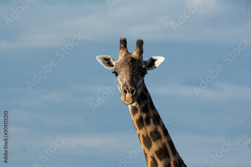 giraffe looking toward you