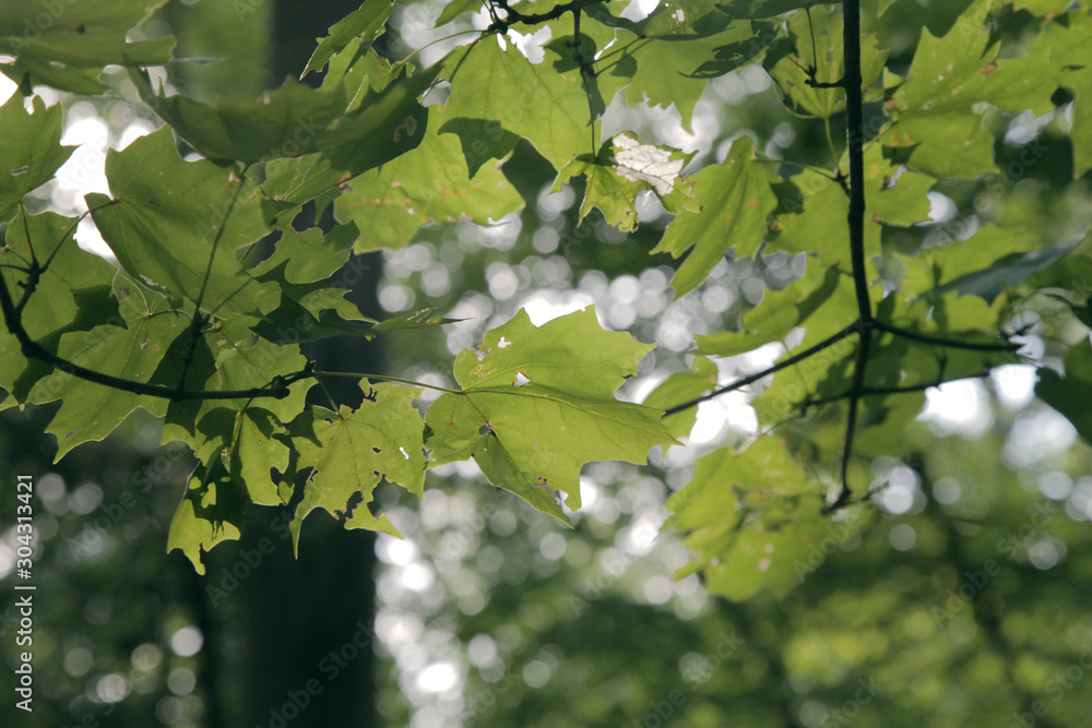 Tree leaves in the Light Tree leaves in the Light